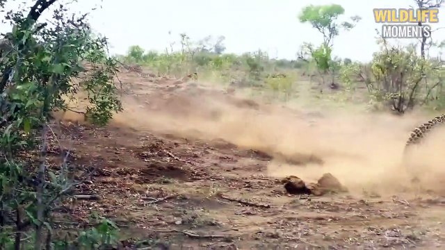 15 Amazing Moments LEOPARDS Hunt and Eat Everything - Wildlife Moments
