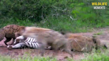 15 Brutal Moments HYENAS Hunt And Eat Everything - Wildlife Moments