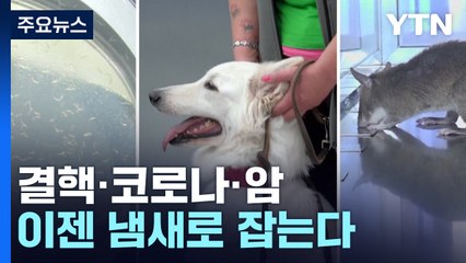 결핵·코로나·암 냄새로 잡는다...질병 치료 동물 속속 / YTN