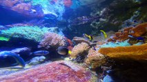 eau aquarium poissons