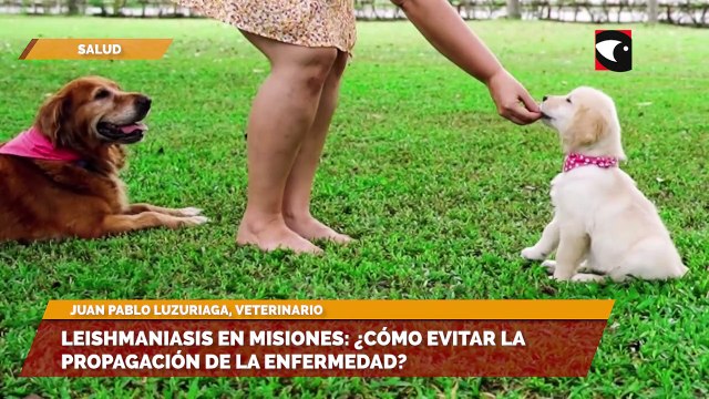 Altas temperaturas en Misiones Cómo proteger a las mascotas