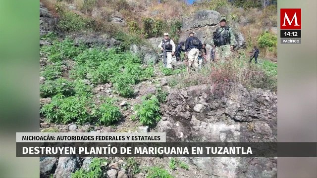 Localizan y destruyen plantío de marihuana en Michoacán
