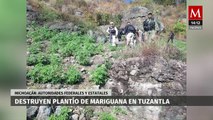 Localizan y destruyen plantío de marihuana en Michoacán