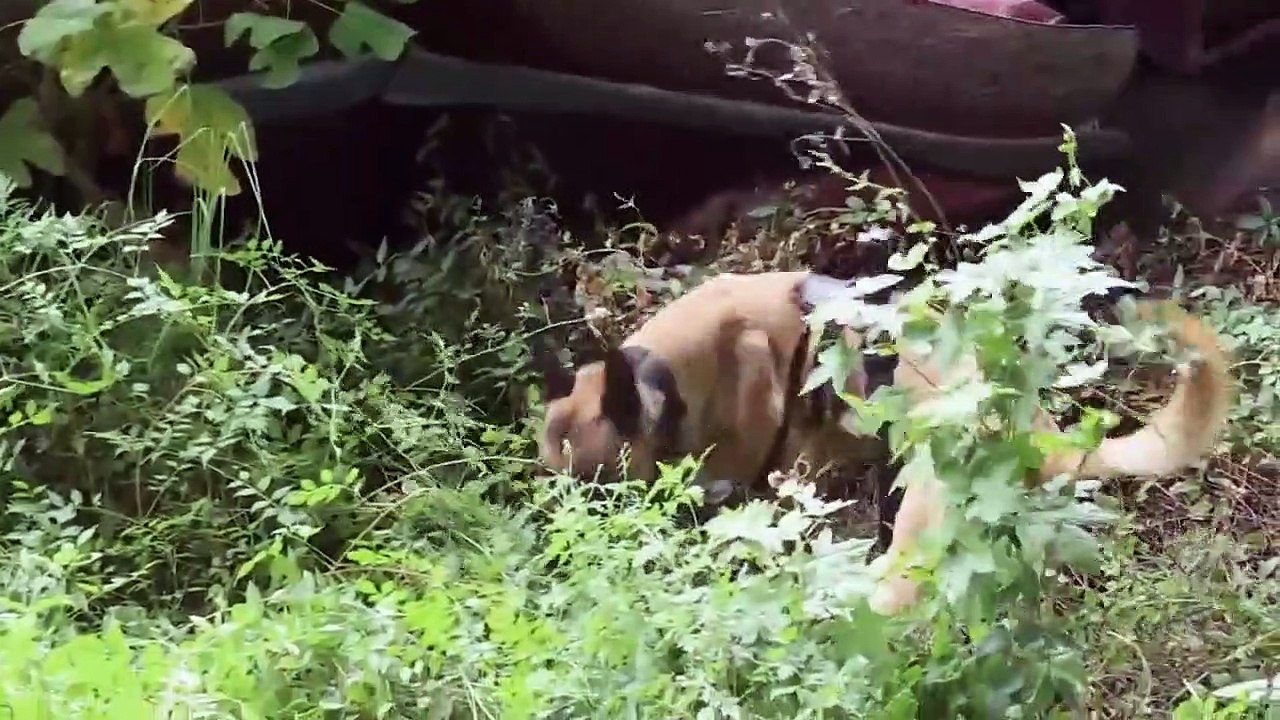 Live PD - Police Patrol - Se5 - Ep02 HD Watch