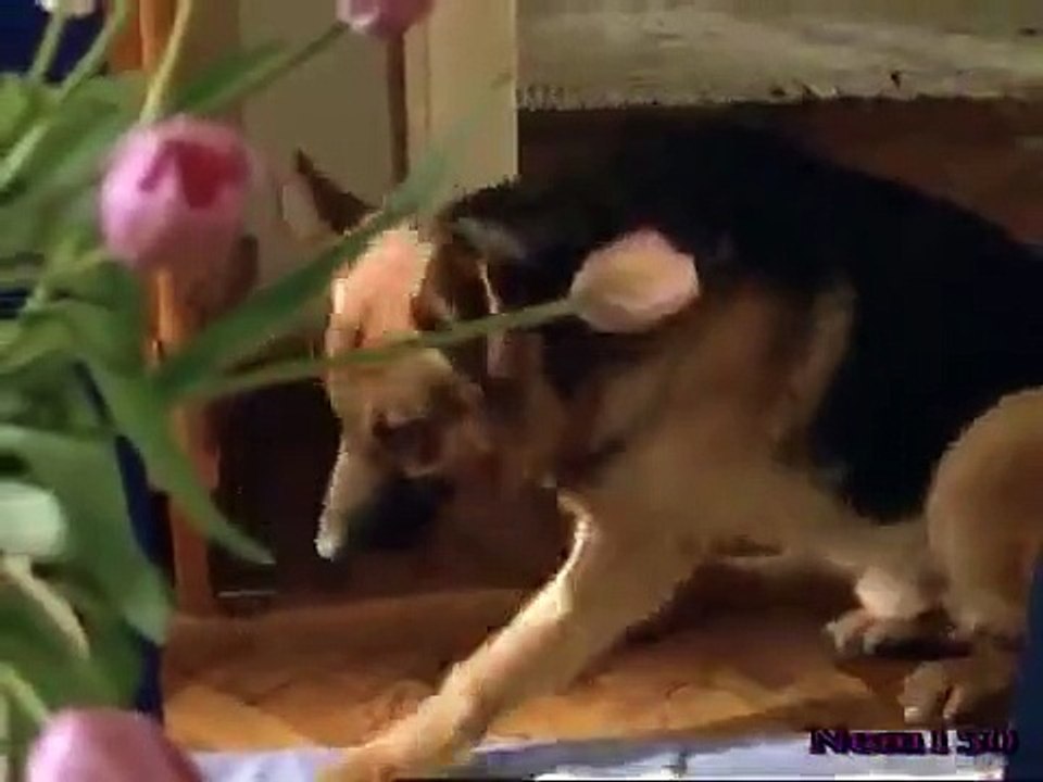 Rex - A Cop's Best Friend - Se4 - Ep03 HD Watch