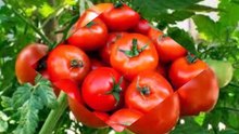 10 Benefits Of Applying Tomatoes On Your Skin