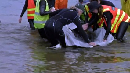 Researchers track movements of whale stranding survivors