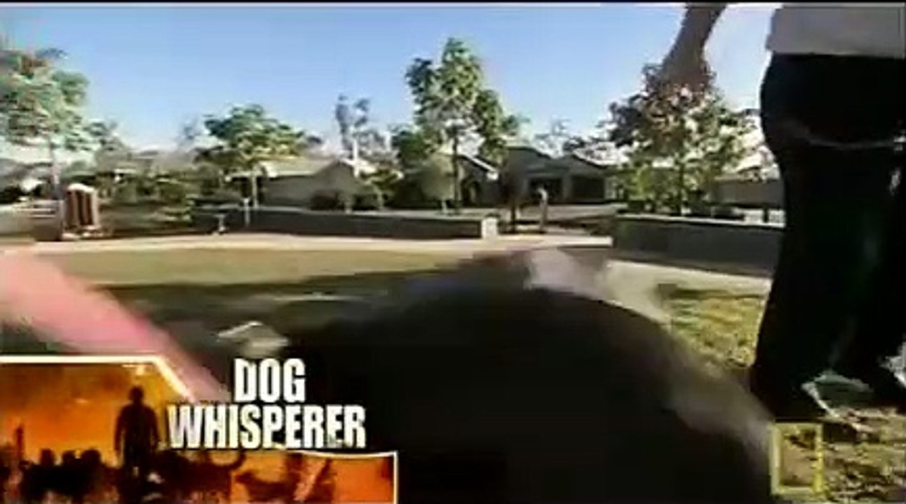 Dog Whisperer with Cesar Millan - Se6 - Ep07 HD Watch