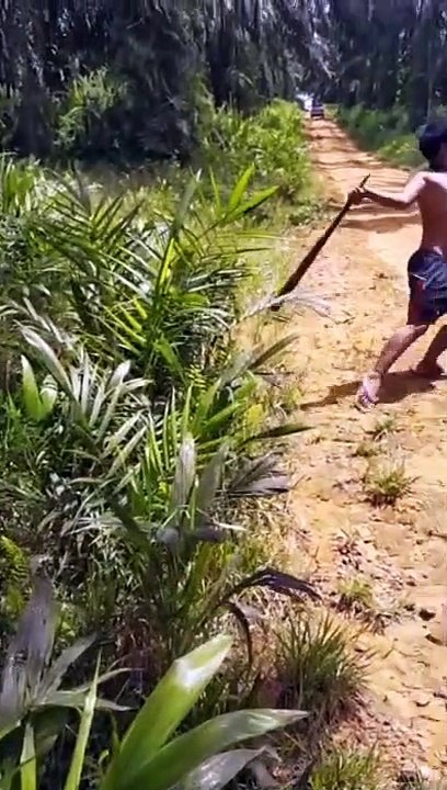 Polres Lamandau Amankan Terduga Otak dan Pencuri Buah Sawit