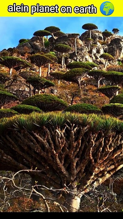 Socotra island so isolated island #facts #socotra #dailymotion