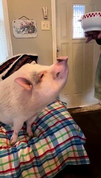Pig Enjoys Second Breakfast
