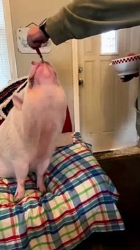 Pig Enjoys Second Breakfast