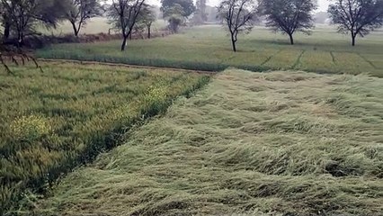 रबी की फसलों में अमृत बन कर बरसी मावठ