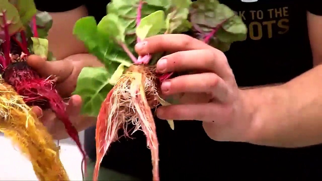Optimal Hydroponic Plants