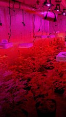 김포 파티룸 '위험한 거래'…붉은 조명 켜진 옆 창고의 정체