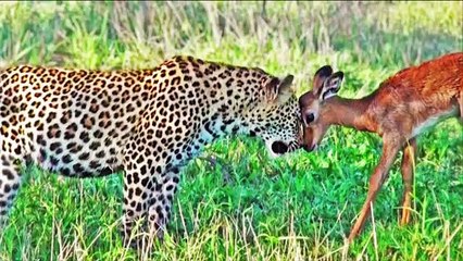Impala Plays with Leopards