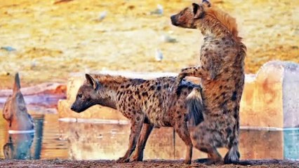 HYENA PASSES OUT AFTER HAPPY ENDING