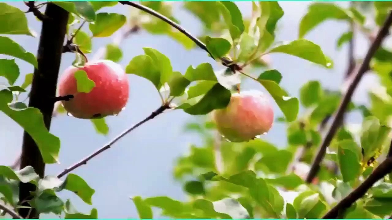 "The farming of the future" is hydroponics