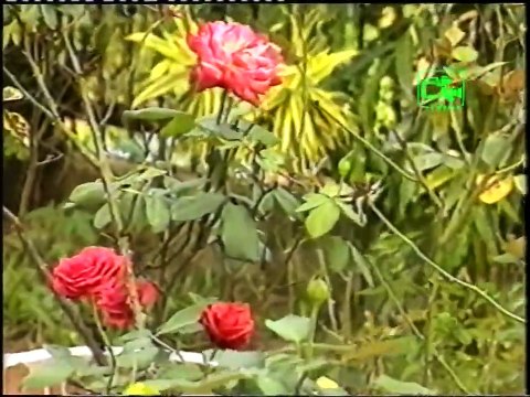 Premee mehe balannako by M S Fernando Excerpts from Torana Archives