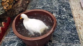 duck-ducklings bathe-markhor