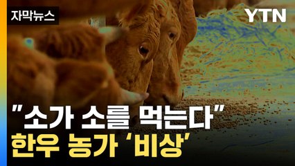 [자막뉴스] "소가 소를 먹는다"...한우 농가 '비상' / YTN