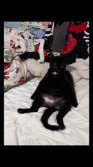 Cat Chided for Sitting in a Funny Way