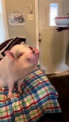 Pig Enjoys Second Breakfast