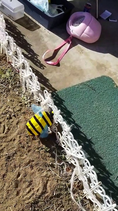The Cutest Bee Costume