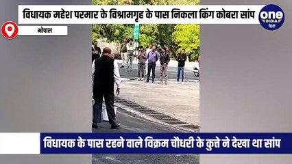 विधायक विश्राम गृह के पास निकला किंग कोबरा, सर पर विशेषक ने पकड़कर वन विभाग को सौंपा