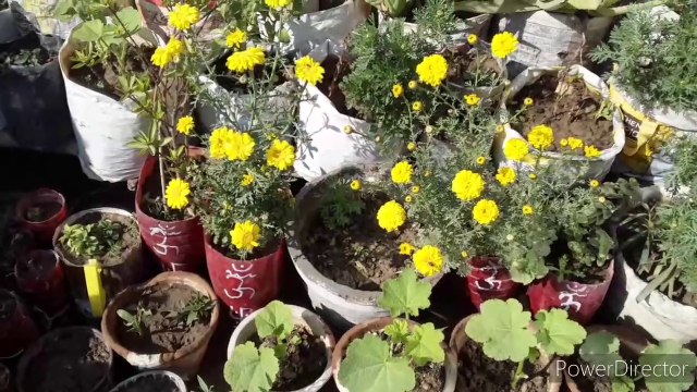 #Sunday #Garden #Overview Sunday Update #Bableejha #NDLovelyGarden #Garden #Gardening