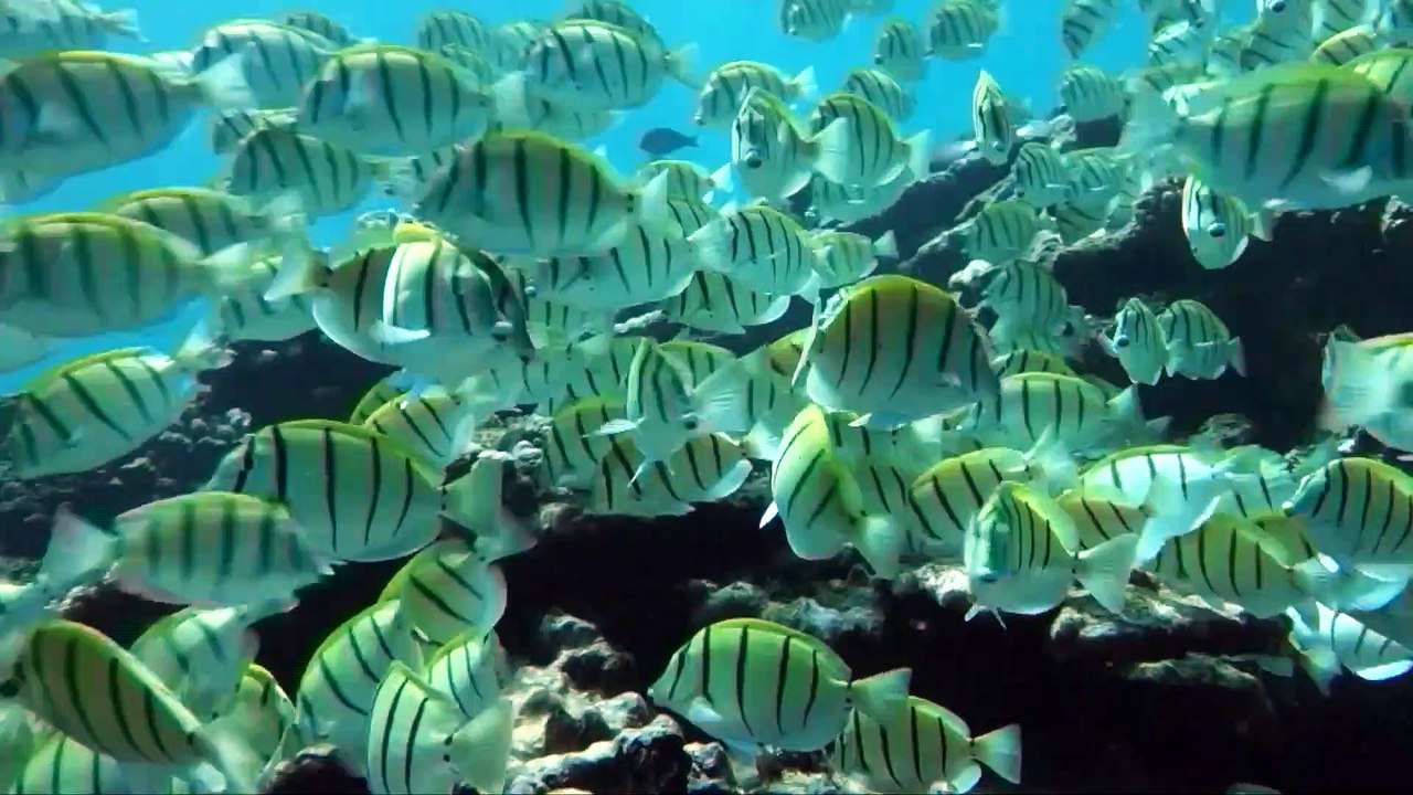 Plages en péril : le phénomène de l'érosion