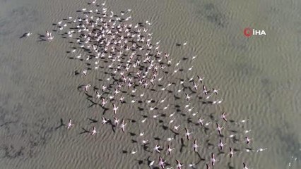 Hersek Lagünün'de 73 farklı türden toplam 8 bin kuş tespit edilerek kayıt altına alındı