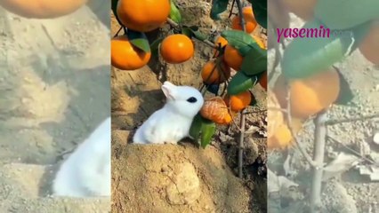 Kendi payına düşeni aldı! Kibarca beslenen minik tavşan...