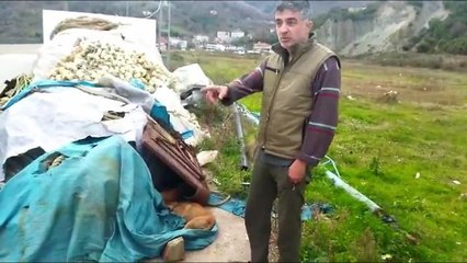 Sinop'taki 2 Limanda 6 Köpek Ölü Halde Bulundu: "10 Gündür Yetkilileri Arıyoruz, Fakat Kimse Yardım Etmedi"