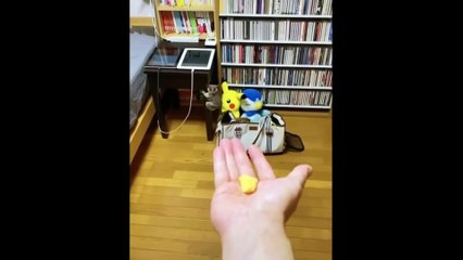 Cute baby animals Videos Compilation cute moment of the animals - Cutest Animals #12