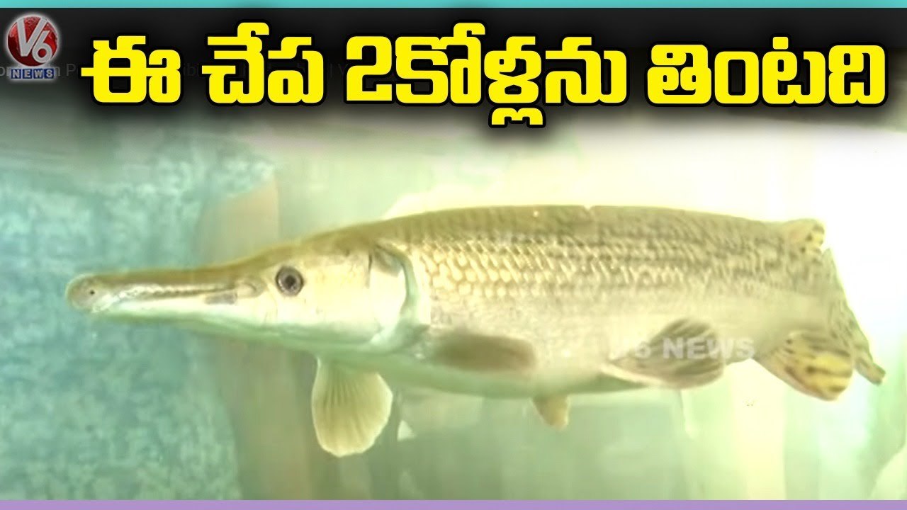 Biggest Fish Alligator Gar In Petex India Exhibition | Hyderabad | V6 News