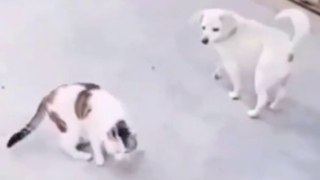 Funny Cat videos compilation