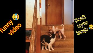 Cat funny video compilation
