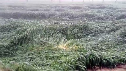 मावठ: ओले और तेज हवा से फसलों में नुकसान