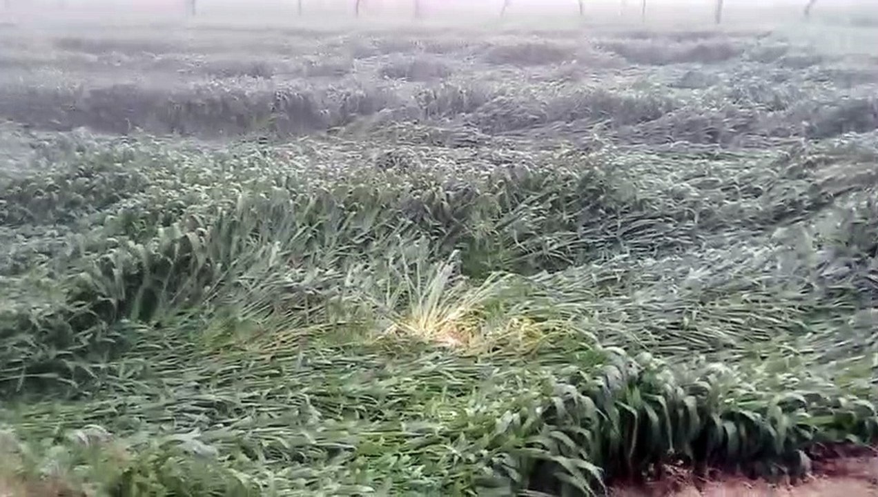 मावठ: ओले और तेज हवा से फसलों में नुकसान