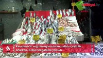 Karadeniz soğudu, tezgahta balık bollaştı