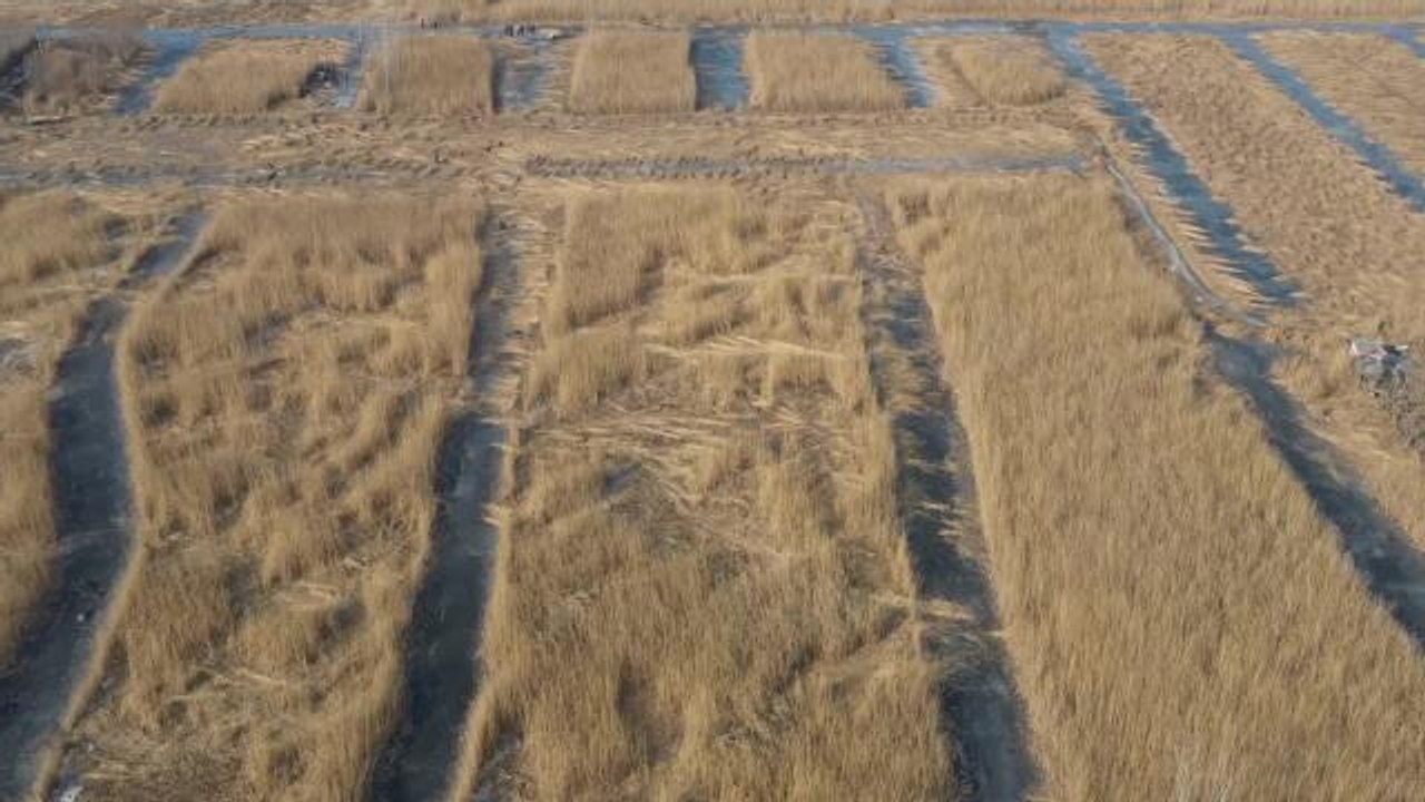 Çin'in Hebei Eyaletindeki Büyük Gölde Sazlar Hasat Edilerek, Atıklar Servete Dönüştürülüyor