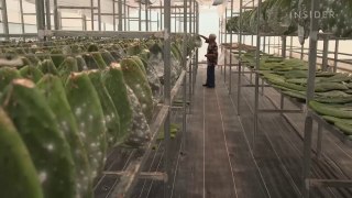 Why Tiny Cactus Bugs In Red Food Dye Are A _35 Billion Industry _ Big Business _ Insider Business(720P_HD)