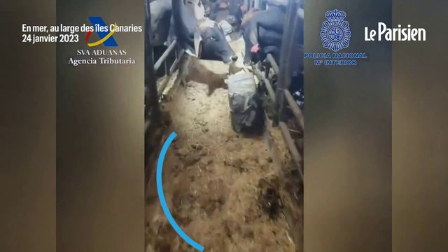 Espagne : le cargo qui transportait des vaches cachait 4500 kilos de cocaïne
