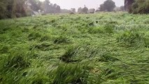 Weather News- राजस्थान में ओलावृष्टि और बारिश बनी आफत, फसलें चौपट