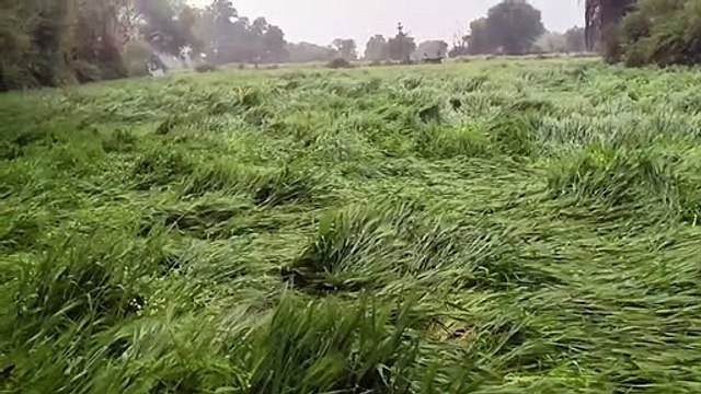 Weather News- राजस्थान में ओलावृष्टि और बारिश बनी आफत, फसलें चौपट