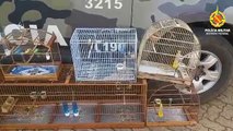 Nove pássaros silvestres são resgatados pela PMDF