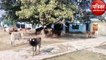 वीडियो :  कंपोजिट विद्यालय बना गौशाला, ग्रामीणों ने छुट्टा जानवरों को किया कैद
