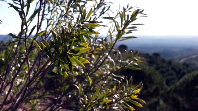 Moreno hace un llamamiento para proteger y cuidar la riqueza medioambiental de Andalucía