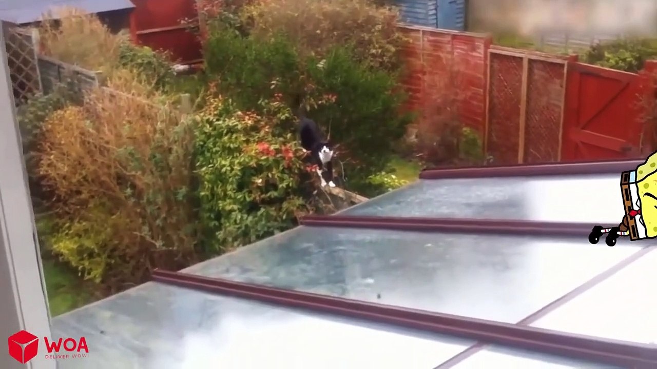 Cute Cat Funny Animation  Funniest Cats And Dogs Videos